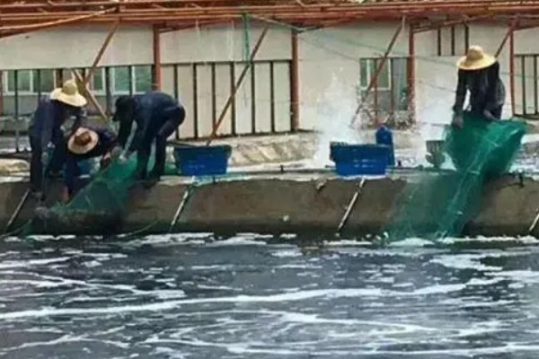 怎么养河虾，每亩可以投放八万多尾