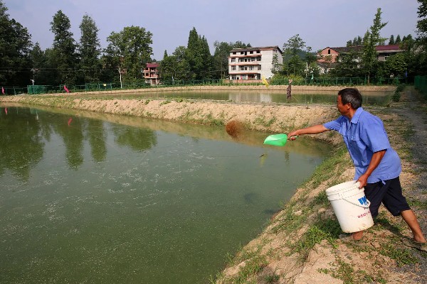 怎么养河虾，每亩可以投放八万多尾