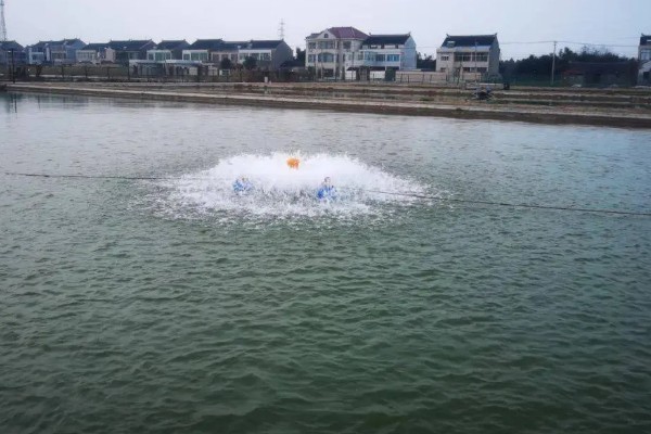 怎么养河虾，每亩可以投放八万多尾