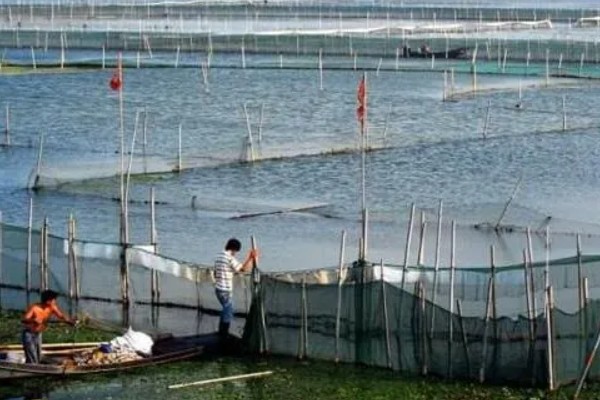 怎么养河虾，每亩可以投放八万多尾