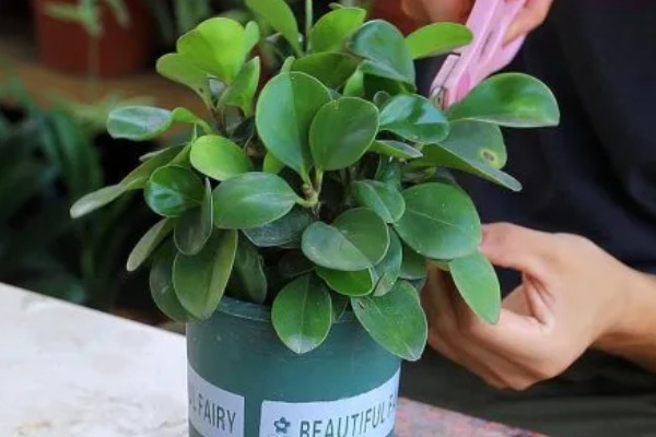 豆瓣绿的造型方式，可以给植株进行摘心打顶