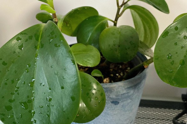 豆瓣绿的造型方式，可以给植株进行摘心打顶