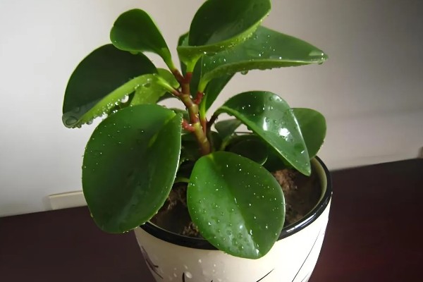 豆瓣绿的造型方式，可以给植株进行摘心打顶