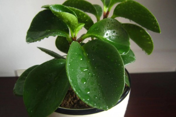 豆瓣绿的造型方式，可以给植株进行摘心打顶