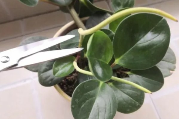 豆瓣绿的造型方式，可以给植株进行摘心打顶