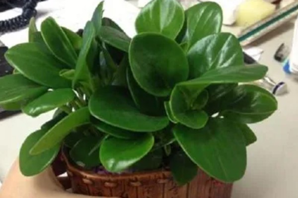 豆瓣绿的造型方式，可以给植株进行摘心打顶