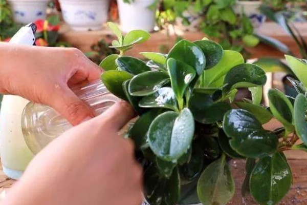 豆瓣绿的造型方式，可以给植株进行摘心打顶