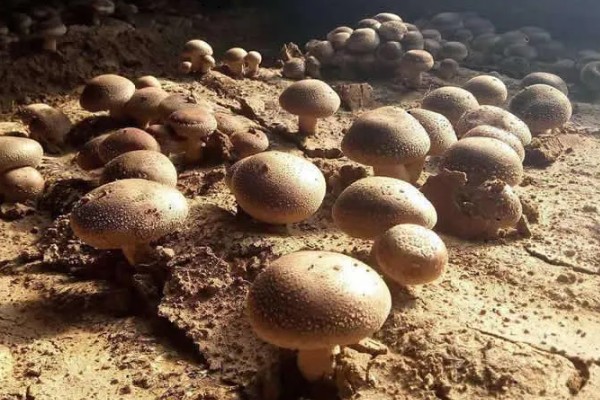 蘑菇的生长环境，生长需要大量的营养