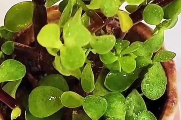 金枝玉叶叶片发皱的原因，可能是光照不足所致