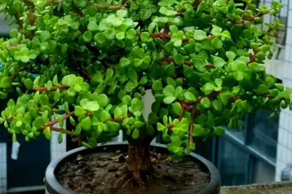 金枝玉叶叶片发皱的原因，可能是光照不足所致