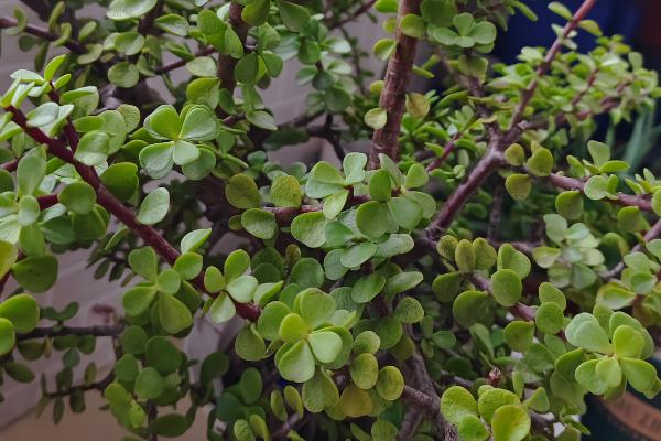 金枝玉叶叶片发皱的原因，可能是光照不足所致