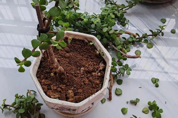 金枝玉叶叶片发皱的原因，可能是光照不足所致