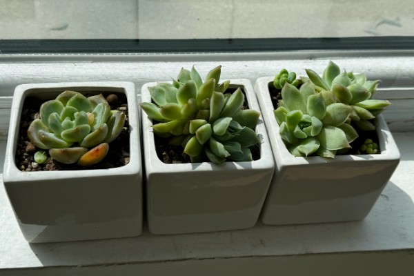 多肉干瘪了萎缩的原因，可能是施肥过多所致