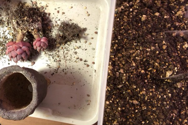 多肉干瘪了萎缩的原因，可能是施肥过多所致