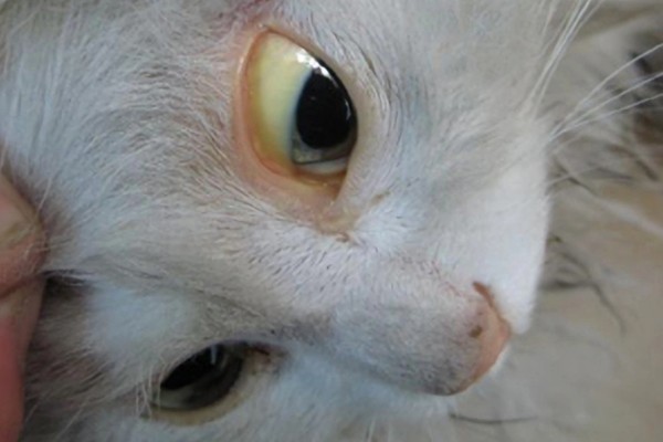 猫咪黄疸的症状,表现为皮肤和粘膜发黄