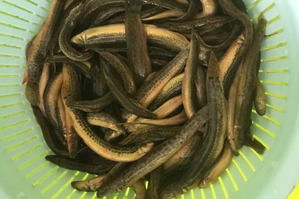 泥鳅有眼睛吗,泥鳅有眼睛