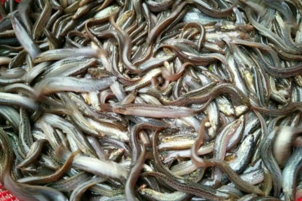 泥鳅有眼睛吗,泥鳅有眼睛