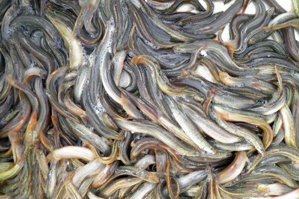 泥鳅有眼睛吗,泥鳅有眼睛