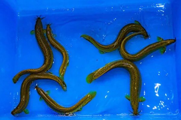 泥鳅有眼睛吗,泥鳅有眼睛