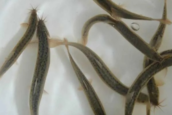 泥鳅有眼睛吗,泥鳅有眼睛