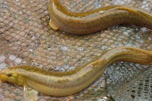 泥鳅有眼睛吗,泥鳅有眼睛