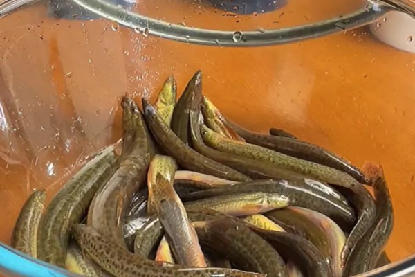 泥鳅有眼睛吗,泥鳅有眼睛