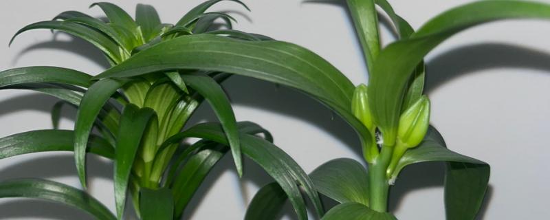 百合花消苞的原因，可能是盆土过硬所致