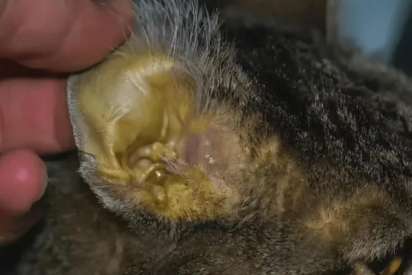 猫咪黄疸的症状,表现为皮肤和粘膜发黄