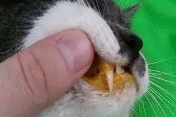 猫咪黄疸的症状,表现为皮肤和粘膜发黄