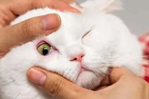 猫咪黄疸的症状,表现为皮肤和粘膜发黄