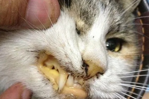 猫咪黄疸的症状,表现为皮肤和粘膜发黄