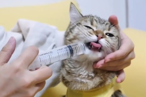 猫咪黄疸的症状,表现为皮肤和粘膜发黄