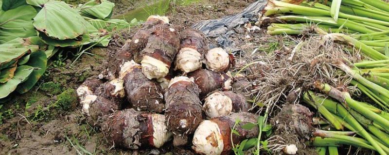 荔浦芋头的保存方法，可以挂在室内保存