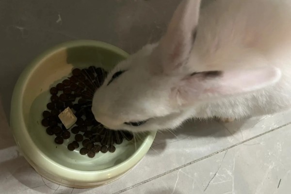 如何搭配兔子饲料，蛋白质是营养所需首要的成分