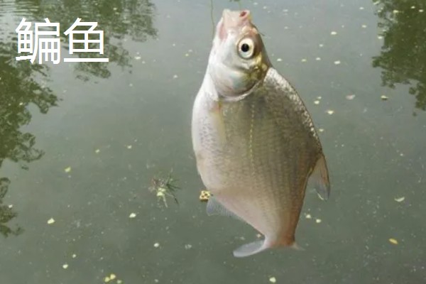 1.5号子线适合配几号伊势尼钩，一般搭配4-5号伊势尼钩