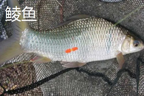 1.5号子线适合配几号伊势尼钩，一般搭配4-5号伊势尼钩