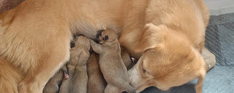 狗狗产前征兆，会开始显得坐立不安