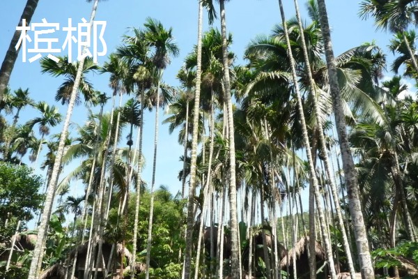 橄榄和槟榔有哪些区别，外形和叶片均不同