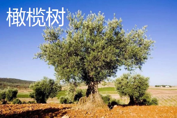 橄榄和槟榔有哪些区别，外形和叶片均不同