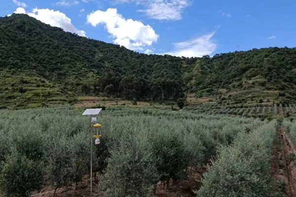 橄榄和槟榔有哪些区别，外形和叶片均不同