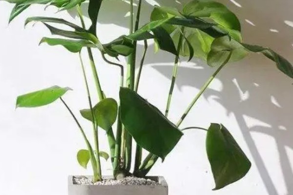 光照对植物有什么影响，能起到调节生长、诱导开花等作用