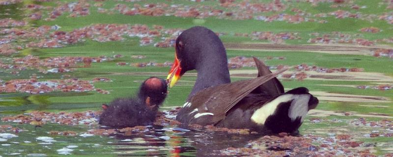 黑水鸡简介，是一种鸡类也是一种鸟类