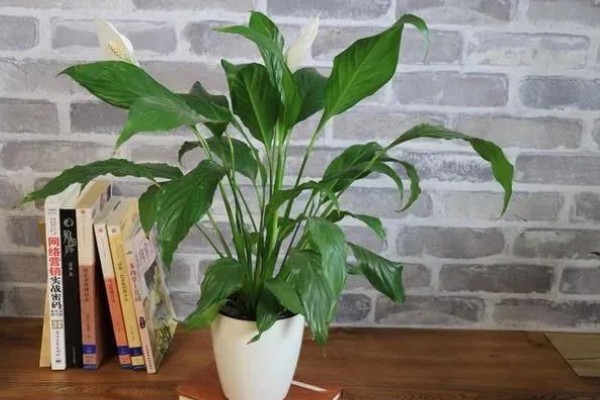 光照对植物有什么影响，能起到调节生长、诱导开花等作用