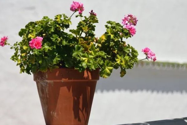 光照对植物有什么影响，能起到调节生长、诱导开花等作用