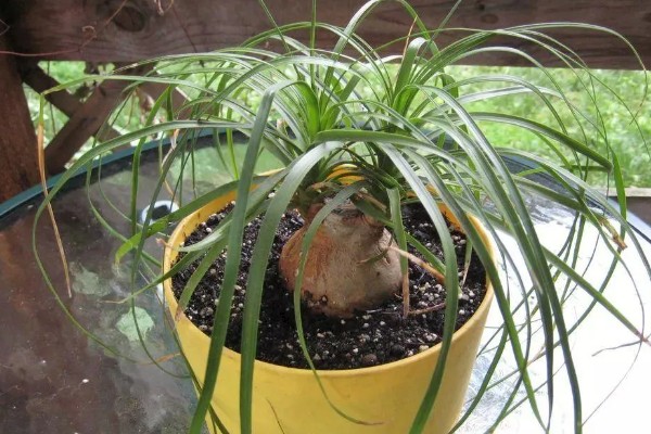 光照对植物有什么影响，能起到调节生长、诱导开花等作用