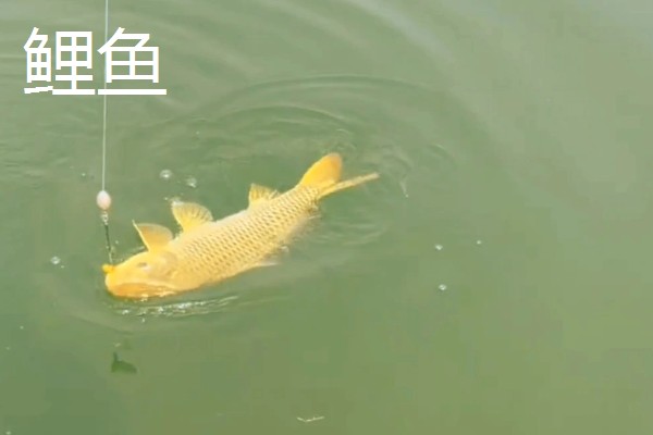 1.5号子线适合配几号伊势尼钩，一般搭配4-5号伊势尼钩
