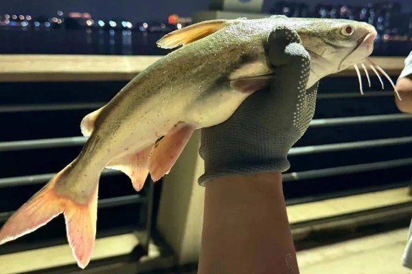 像鲶鱼的一种海鱼是什么，是中华海鲇