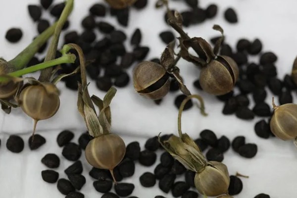 牵牛花种子可以保存多久，可保存3-5年