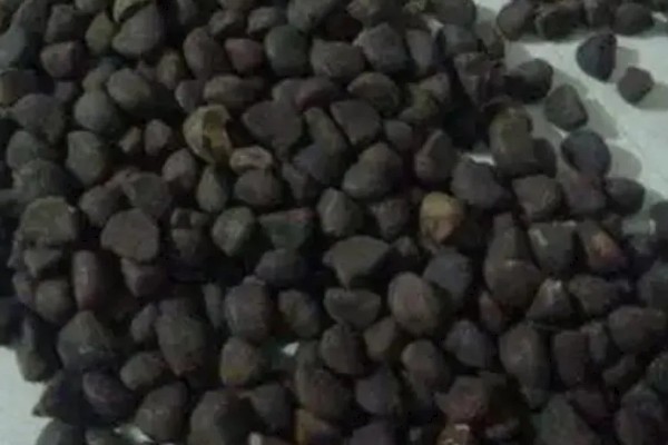 牵牛花种子可以保存多久，可保存3-5年