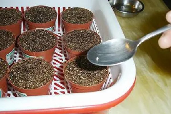 牵牛花种子可以保存多久，可保存3-5年